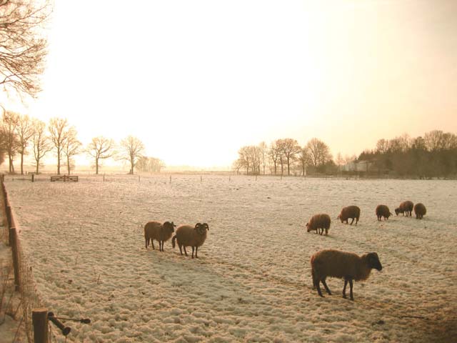 Villa Dwingelderveld